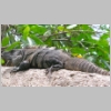 00-iguana-P1010075.jpg