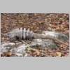 00-iguana-P1010077.jpg