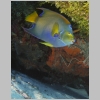 angelfish-P1010118.jpg