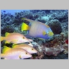 angelfish-grunts-P1010116.jpg