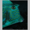 cowfish-P1010042.jpg
