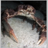 crab-P1010066.jpg