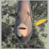 grey-angelfish-2-P1010093.jpg