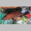 grouper-P1010100.jpg