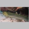 moray-P1010131.jpg