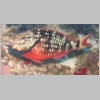 parrotfish-P1010119.jpg