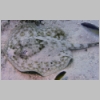 ray-P1010056.jpg