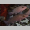 snappers-P1010049.jpg