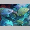snappers-P1010050.jpg
