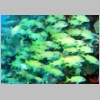 snappers-P1010070.jpg