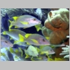 snappers-P1010088.jpg