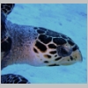 turtle-P1010044.jpg