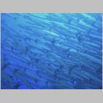 baracuda-P1010245.html