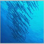 baracuda-P1010513.html
