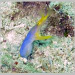 blue-ribbon-eel-0928.html