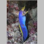 blue-ribbon-eel-P1010277.html