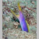 blue-ribbon-eel-P1010342.html