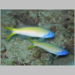 bluehead-tilefish-0805.html