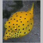 boxfish-P1010295.html