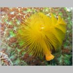 christmas-tree-worm-0989.html