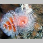 christmas-tree-worm-P1010548.html