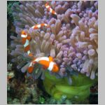clownfish-0935.html