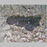 cockatoo-waspfish-P1010210.html