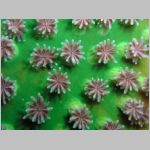 coral-P1010334.html