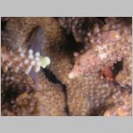 coral-goby-P1010212.html