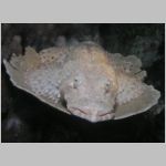 crocodilefish-P1010200.html
