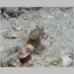 cuttelfish-baby-P1010175.html