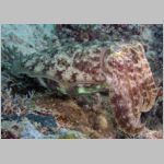 cuttlefish-P1010004.html