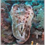 cuttlefish-P1010566.html