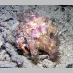 decorator-crab-P1010202.html