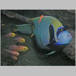 emperor-angelfish-P1010287.html