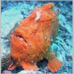 frogfish-P1010054.html