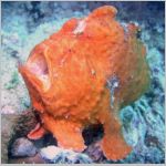 frogfish-P1010059.html