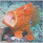 frogfish-P1010060.html