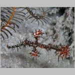 ghostpipefish-P1010452.html