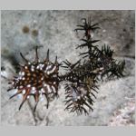 ghostpipefish-P1010453.html