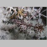 ghostpipefish-P1010454.html