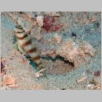 goby-P1010588.html