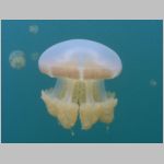 jellyfish-P1010496.html