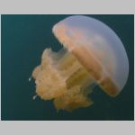 jellyfish-P1010500.html