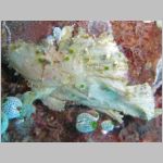 leaf-scorpionfish-0991.html