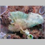 leaf-scorpionfish-P1010541.html