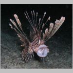 lionfish-P1010460.html