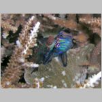 mandarinfish-P1010158.html