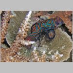 mandarinfish-P1010168.html