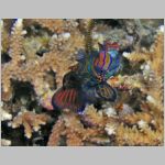 mandarinfish-P1010169.html